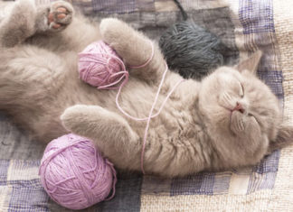 Gatto 609 0 Il gatto